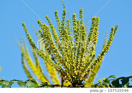 ヒイラギナンテンの花 ヒイラギナンテンの花 107520546