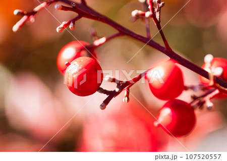 なんてん/南天 107520557