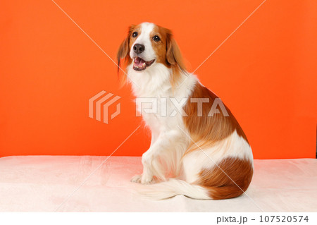 振り向きポーズをする中型のコーイケルホンディエ 107520574