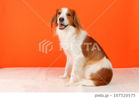 振り向きポーズをする中型のコーイケルホンディエ 振り向きポーズをする中型のコーイケルホンディエ 107520575