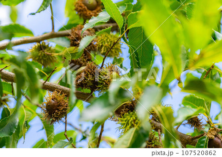【秋素材】木に生っているクヌギのドングリ【長野県】 【秋素材】木に生っているクヌギのドングリ【長野県】 107520862
