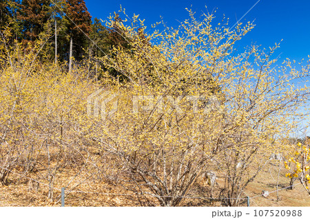早春の秩父長瀞　宝登山のロウバイ 107520988