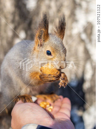 A squirrel in the autumn eats nuts from a human hand. Eurasian red squirrel, Sciurus vulgaris 107521122