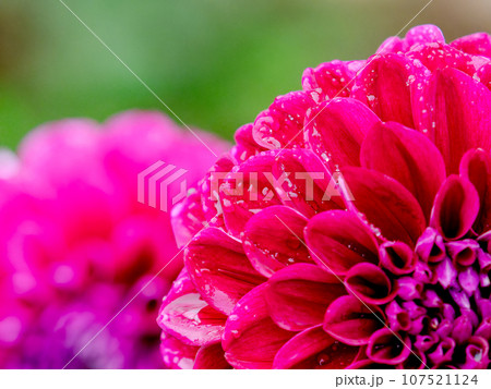 秋雨の中でカラフルに咲く美しいダリア 秋雨の中でカラフルに咲く美しいダリア 107521124