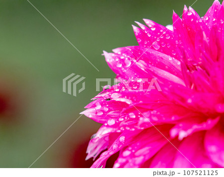 秋雨の中でカラフルに咲く美しいダリア 107521125