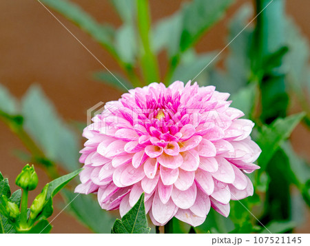 秋雨の中でカラフルに咲く美しいダリア 秋雨の中でカラフルに咲く美しいダリア 107521145