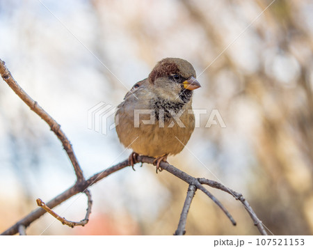 Sparrow sits on a branch without leaves. 107521153