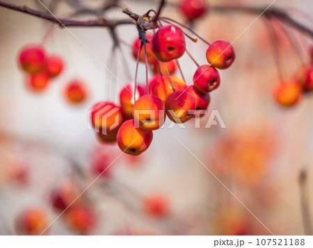 Bright red small wild apples among the yellow leaves in autumn. Bright red small wild apples among the yellow leaves in autumn. 107521188