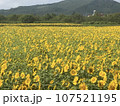 ひまわり畑 107521195
