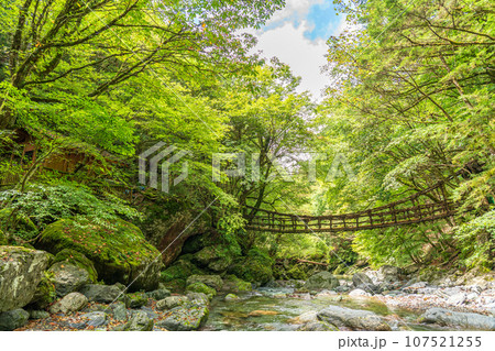 奥祖谷二重かずら橋　徳島県三好市 107521255