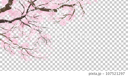 桜の木の背景イラスト 107521297