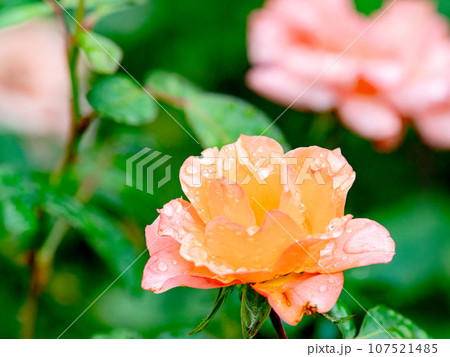 秋雨に濡れながら美しく咲くカラフルなバラ 107521485