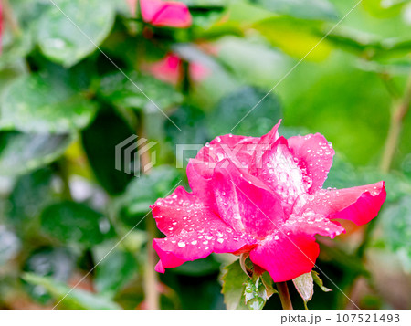 秋雨に濡れながら美しく咲くカラフルなバラ 秋雨に濡れながら美しく咲くカラフルなバラ 107521493