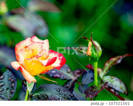 秋雨に濡れながら美しく咲くカラフルなバラ 107521501