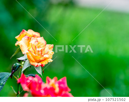 秋雨に濡れながら美しく咲くカラフルなバラ 107521502