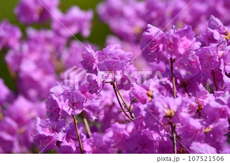 ゲンカイツツジ 107521506