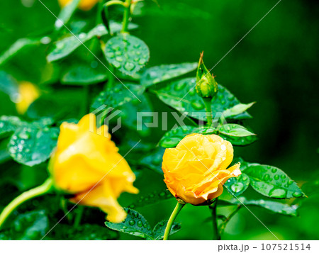 秋雨に濡れながら美しく咲くカラフルなバラ 107521514
