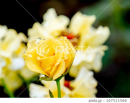 秋雨に濡れながら美しく咲くカラフルなバラ 107521569