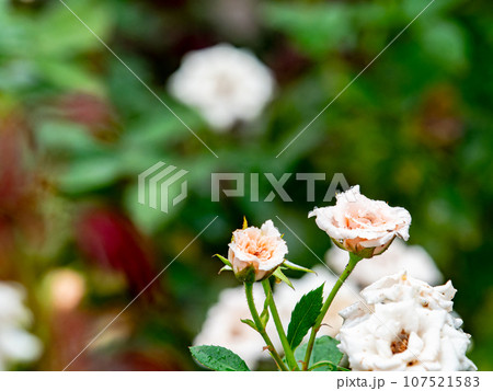 秋雨に濡れながら美しく咲くカラフルなバラ 107521583