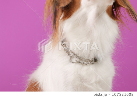中型犬の首輪を正面からアップで撮った様子 中型犬の首輪を正面からアップで撮った様子 107521608