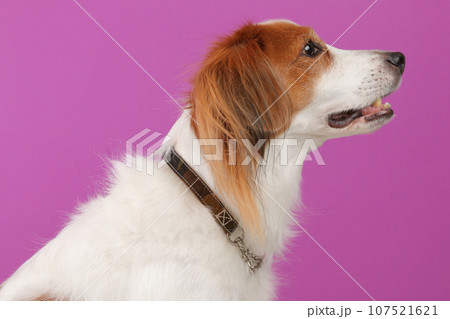 中型犬の首輪を横から撮った様子 107521621