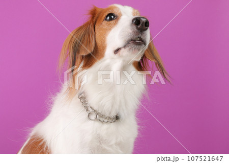 中型犬の首輪を下から撮った様子 107521647