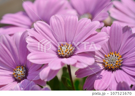 オステオスペルマム 107521670