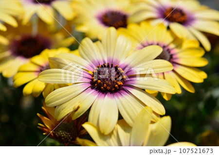 オステオスペルマム 107521673