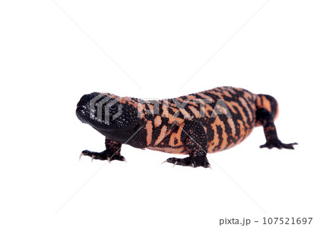 Gila Monster isolated on white 107521697