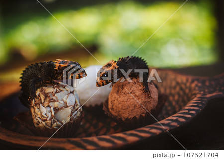 Red-eyed crocodile skinks, tribolonotus gracilis, on Truffles 107521704