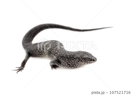 The dotted or malpelo galliwasp on white The dotted or malpelo galliwasp on white 107521716