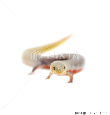 The Brazilian galliwasp on white 107521722