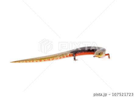 The Brazilian galliwasp on white 107521723