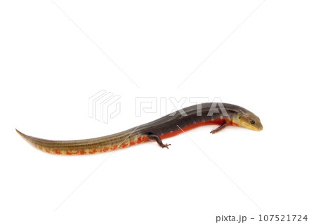 The Brazilian galliwasp on white 107521724