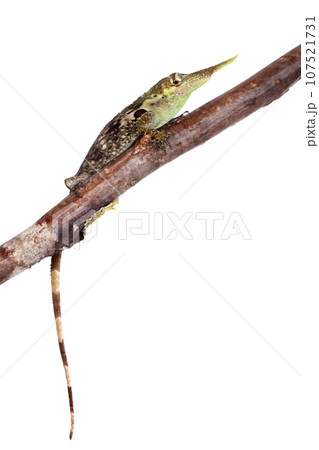 Pinocchio lizard on white 107521731