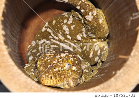 The New Caledonian giant gecko The New Caledonian giant gecko 107521733
