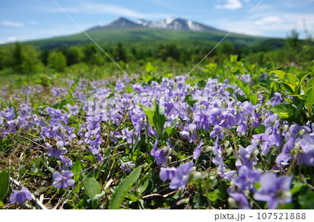 萱野高原 新緑 萱野高原 新緑 107521888