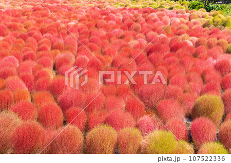 紅葉のホウキグサ 107522336