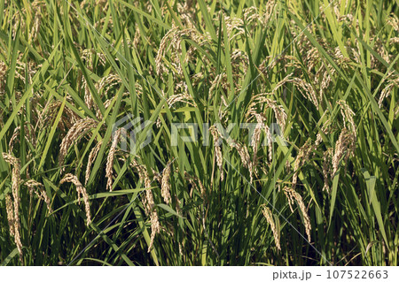 たわわに実った稲穂 107522663