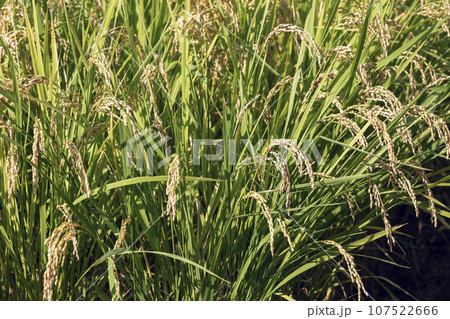 たわわに実った稲穂 107522666