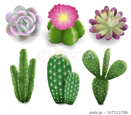 Cactus and succulent plants set, vector isolated illustration 107522706