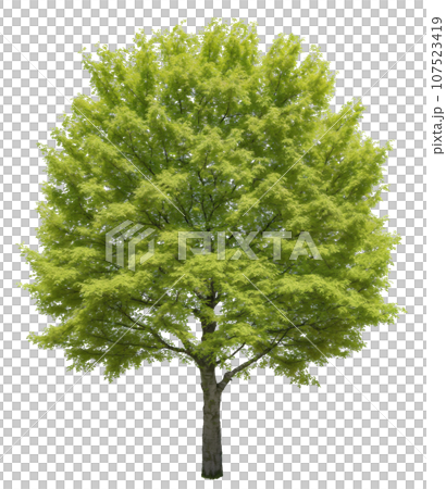 背景透過 樹木 AI画像 107523419