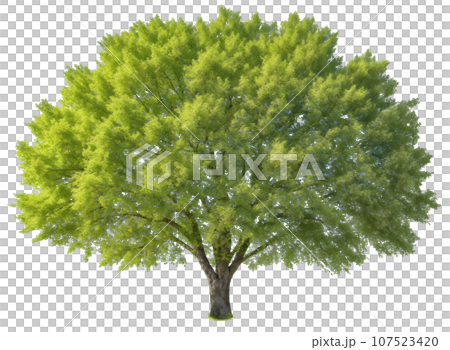 背景透過 樹木 AI画像 107523420