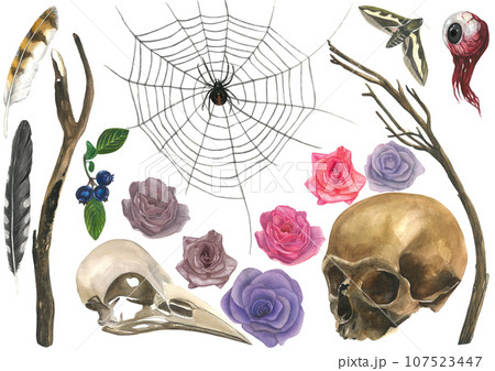 Gothic - human skull, raven skull, tree branches, eyeball, spider, cobweb, roses, feathers, moth, blueberry. Set of watercolor illustrations isolated on white background drawn by hand 107523447