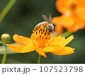 蜜蜂　黄色いコスモス　受粉 107523798