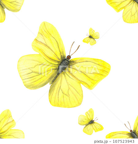 Seamless pattern of watercolor illustration of a male yellow butterfly Gonepteryx rhamni. Made by hand on a transparent background Seamless pattern of watercolor illustration of a male yellow butterfly Gonepteryx rhamni. Made by hand on a transparent background 107523943