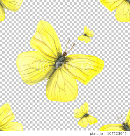 Seamless pattern of watercolor illustration of a male yellow butterfly Gonepteryx rhamni. Made by hand on a transparent background Seamless pattern of watercolor illustration of a male yellow butterfly Gonepteryx rhamni. Made by hand on a transparent background 107523943