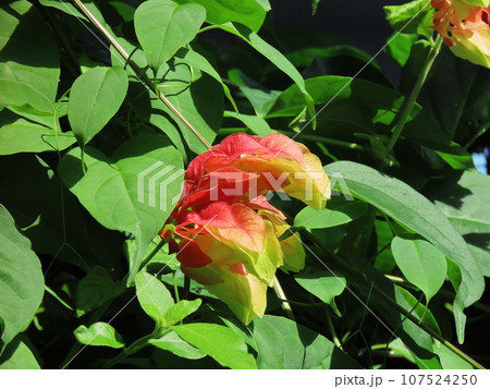 久里浜 花の国 コエビソウ Justicia brandegeeana 久里浜 花の国 コエビソウ Justicia brandegeeana 107524250