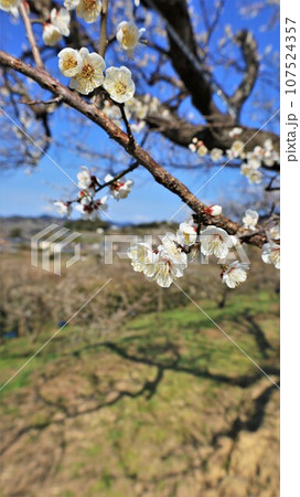 梅の花・南部梅林公園（和歌山県日高郡みなべ町） 107524357