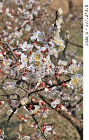 梅の花・南部梅林公園（和歌山県日高郡みなべ町） 107524358